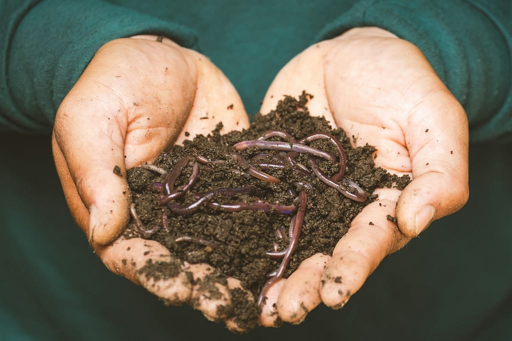 brown dried leaves on persons hand with worms from a weird festival in the UK