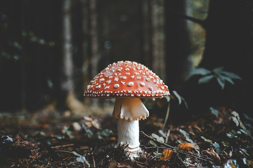 red and white mushroom to represent fairy places in england and most magical places in the uk 